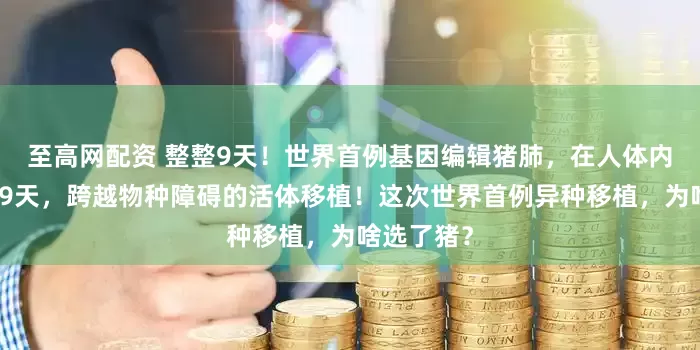 至高网配资 整整9天！世界首例基因编辑猪肺，在人体内正常呼吸9天，跨越物种障碍的活体移植！这次世界首例异种移植，为啥选了猪？